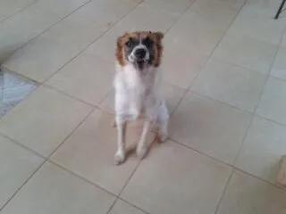 Cachorro ra a misturados idade 2 anos nome escolher