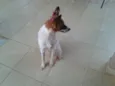 escolher