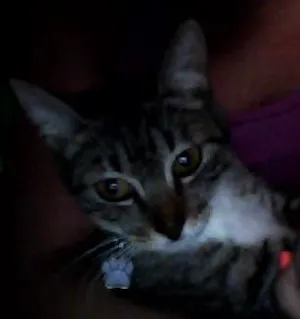 Gato raça  idade Abaixo de 2 meses nome PÍPI