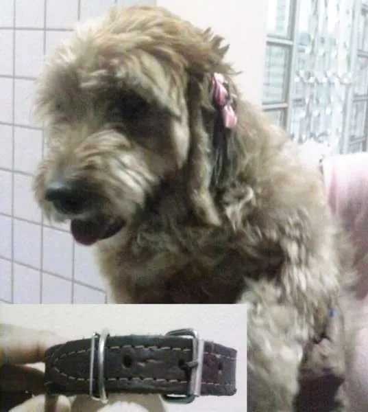 Cachorro ra a Poodle idade  nome não sei 