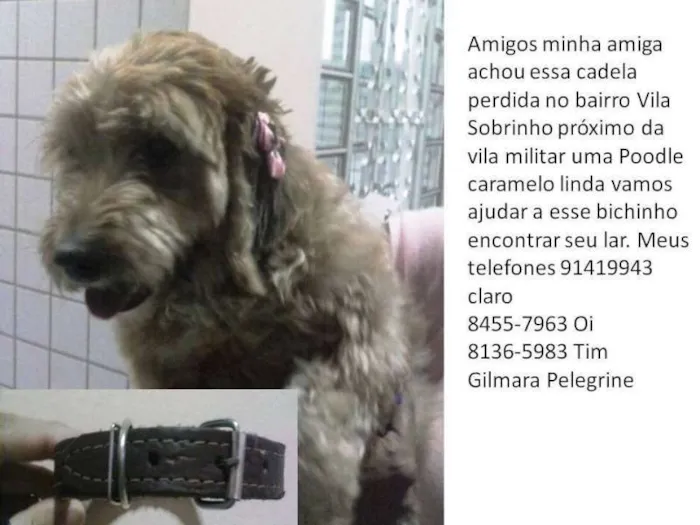 Cachorro ra a Poodle idade  nome não sei 