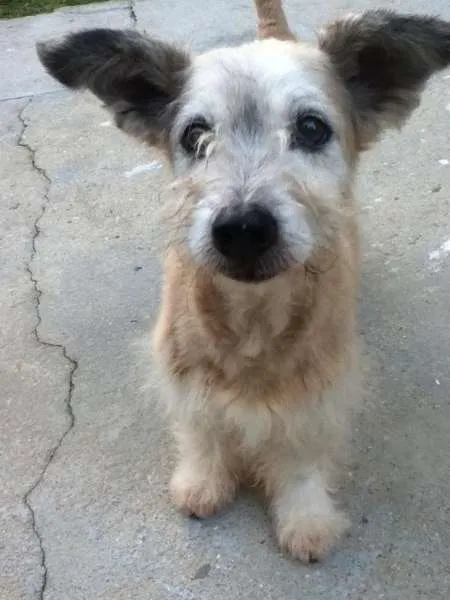 Cachorro ra a vira lata idade 6 ou mais anos nome Crespo