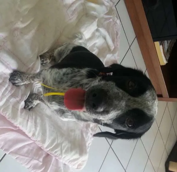 Cachorro ra a SRD idade 2 anos nome Maggie