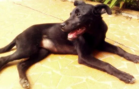 Cachorro ra a SRD idade 2 a 6 meses nome Sem nome