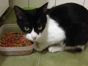 Gato raça nd idade 7 a 11 meses nome Felix