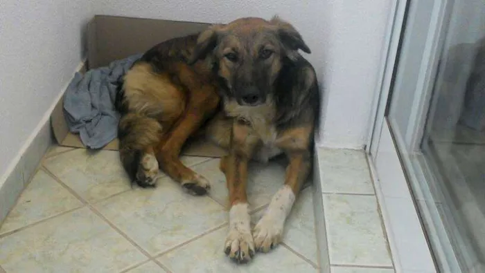 Cachorro ra a SRD idade  nome ?