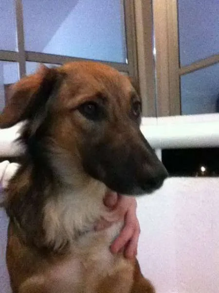 Cachorro ra a SRD idade  nome ?