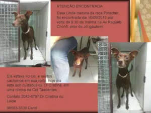 Cachorro raça Pinscher idade 2 anos nome bom bom