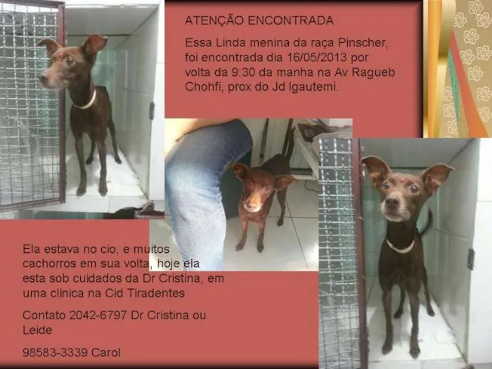 Cachorro ra a Pinscher idade 2 anos nome bom bom