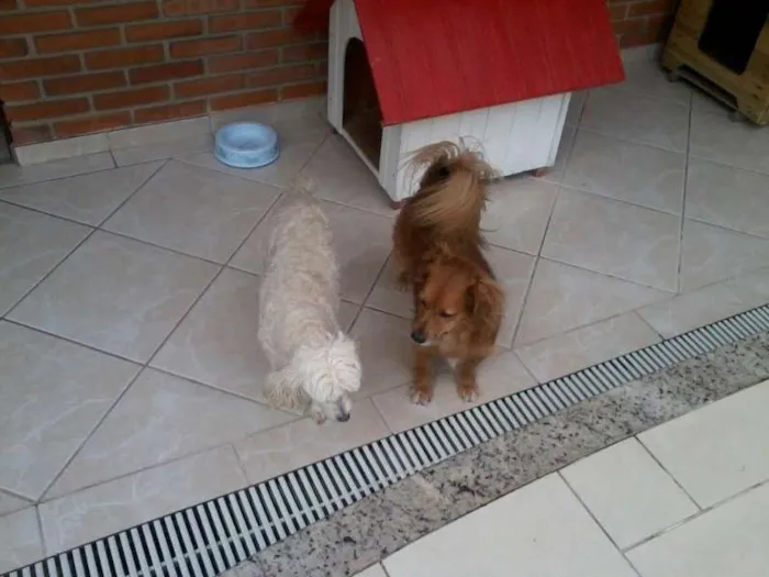 Cachorro ra a SRD idade 2 anos nome Bella e Mel