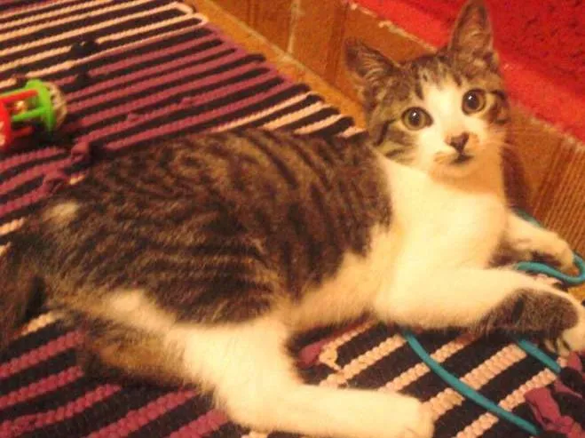 Gato ra a Sem Raça Definida idade 2 anos nome TOM