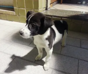 Cachorro raça SRD idade 2 a 6 meses nome duas lindas meninas
