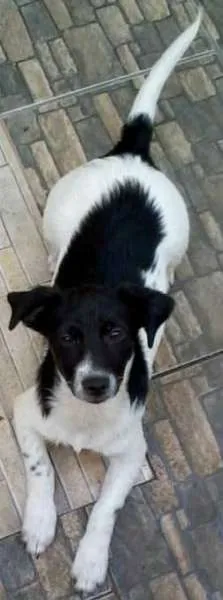 Cachorro ra a SRD idade 2 a 6 meses nome Tchelinha
