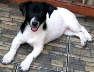 Cachorro raça SRD idade 2 a 6 meses nome Tchelinha