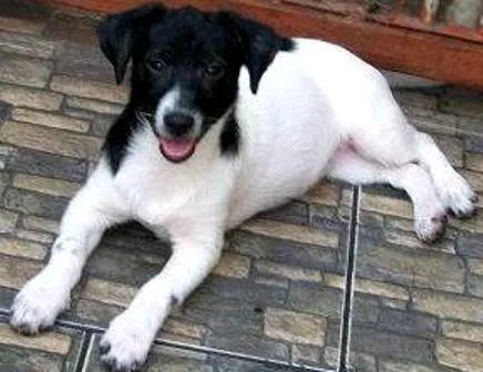 Cachorro ra a SRD idade 2 a 6 meses nome Tchelinha