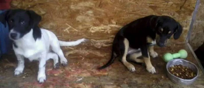 Cachorro ra a SRD idade 2 a 6 meses nome Tchelinha