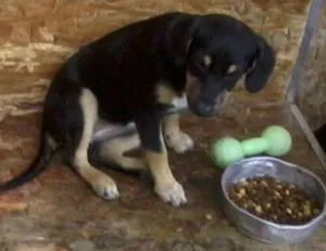 Cachorro raça SRD idade 2 a 6 meses nome Lara
