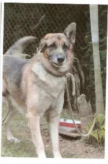 Cachorro ra a Pastor Alemão idade 4 anos nome Zorro