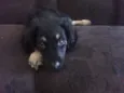 Aisha