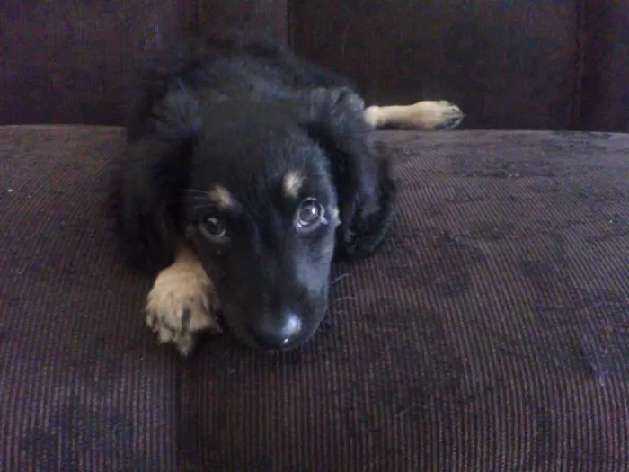 Cachorro ra a vira lata idade Abaixo de 2 meses nome Aisha
