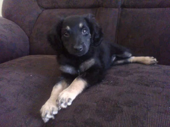 Cachorro ra a vira lata idade Abaixo de 2 meses nome Aisha