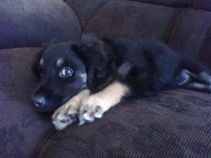 Cachorro ra a vira lata idade Abaixo de 2 meses nome Aisha