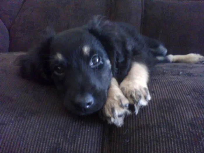 Cachorro ra a vira lata idade Abaixo de 2 meses nome Aisha