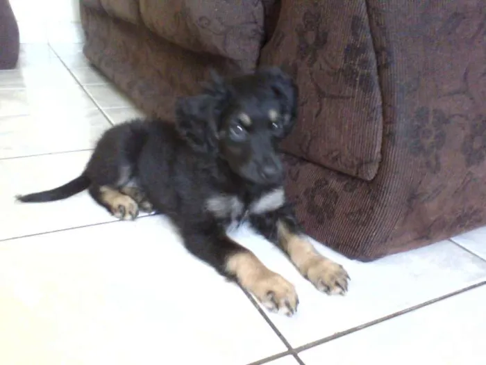 Cachorro ra a vira lata idade Abaixo de 2 meses nome Aisha