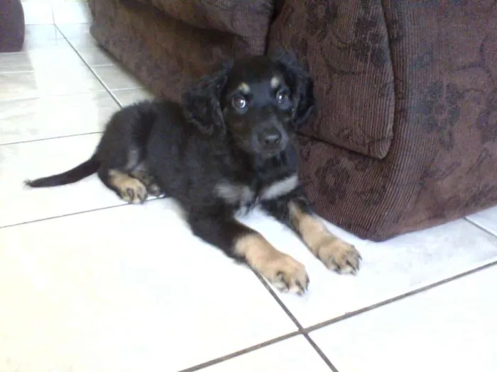 Cachorro ra a vira lata idade Abaixo de 2 meses nome Aisha