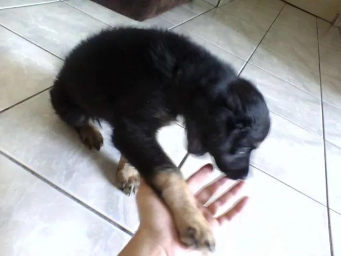 Cachorro ra a vira lata idade Abaixo de 2 meses nome Aisha