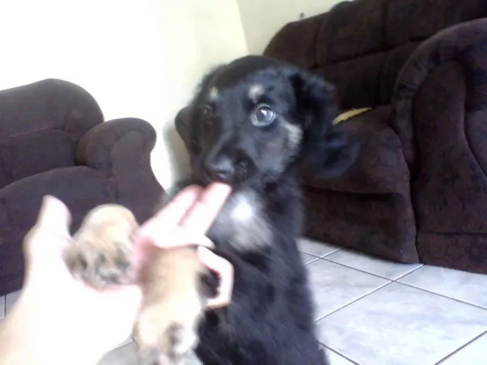 Cachorro ra a vira lata idade Abaixo de 2 meses nome Aisha