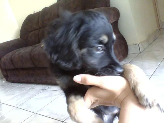 Cachorro ra a vira lata idade Abaixo de 2 meses nome Aisha