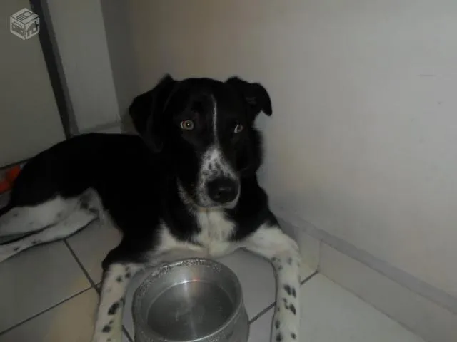 Cachorro ra a Border Collie com vira lata idade 7 a 11 meses nome Percival