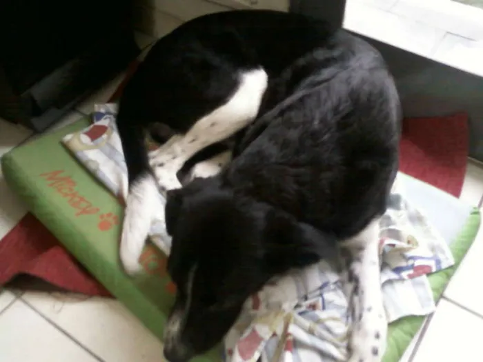 Cachorro ra a Border Collie com vira lata idade 7 a 11 meses nome Percival