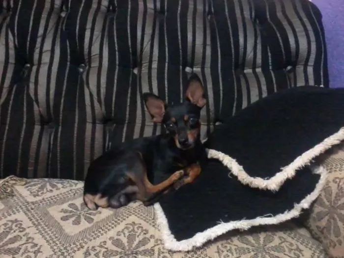 Cachorro ra a pinscher idade 2 anos nome sola GRATIFICA