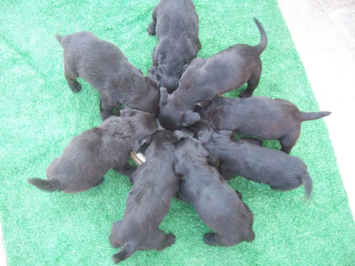 Cachorro ra a labrador mestiço idade Abaixo de 2 meses nome filhotes 