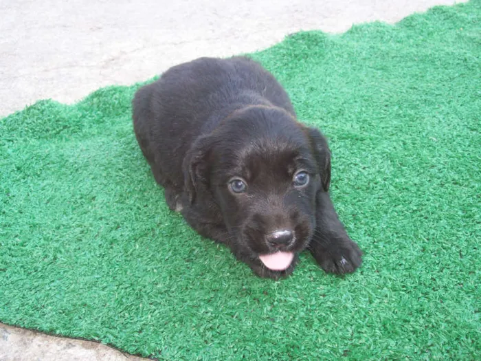 Cachorro ra a labrador mestiço idade Abaixo de 2 meses nome filhotes 