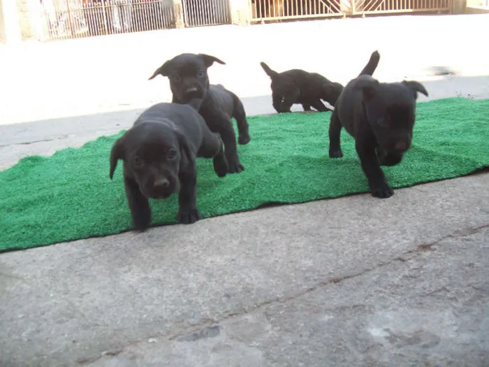 Cachorro ra a labrador mestiço idade Abaixo de 2 meses nome filhotes 