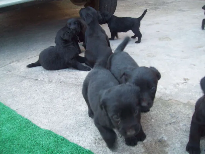Cachorro ra a labrador mestiço idade Abaixo de 2 meses nome filhotes 