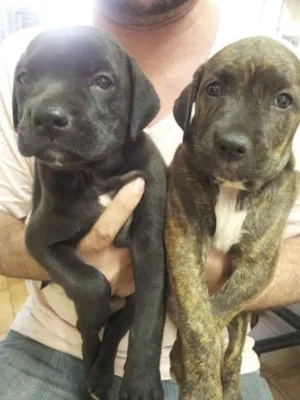 Cachorro raça metiços de labrador idade Abaixo de 2 meses nome filhotes mestiços d