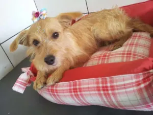 Cachorro raça SRD idade 7 a 11 meses nome sofia
