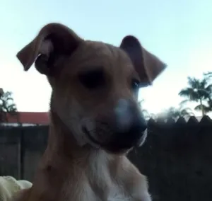 Cachorro raça Vira lata idade 2 a 6 meses nome Fubá