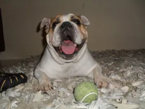 Cachorro raça bulldog ingles idade 6 ou mais anos nome Kyara