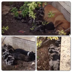 Cachorro raça Sem raça identificada  idade 2 a 6 meses nome Sem nome