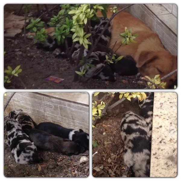 Cachorro raça Sem raça identificada  idade 2 a 6 meses nome Sem nome