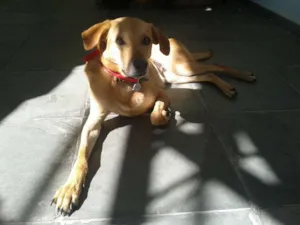 Cachorro raça SRD idade 1 ano nome Judith