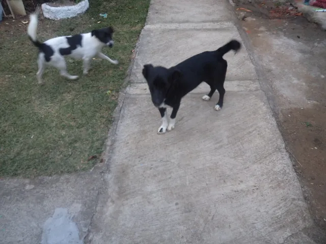 Cachorro ra a Mestiço  idade 1 ano nome Rute e Noemi