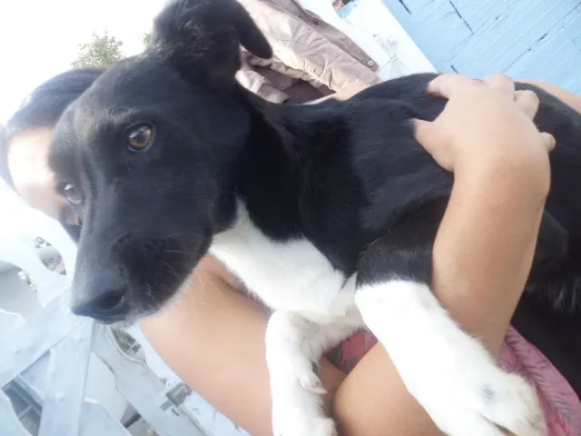 Cachorro ra a Mestiço  idade 1 ano nome Rute e Noemi