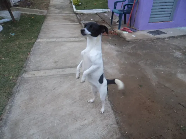 Cachorro ra a Mestiço  idade 1 ano nome Rute e Noemi