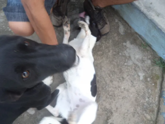 Cachorro ra a Mestiço  idade 1 ano nome Rute e Noemi